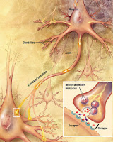 synapse - brain growth
