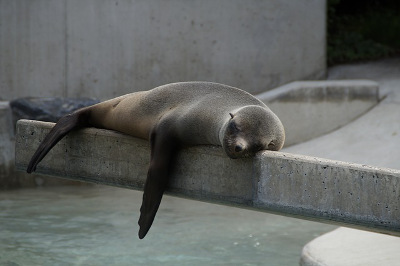 seal relaxing