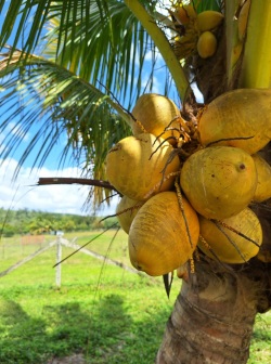 Coconuts on a coconut tree