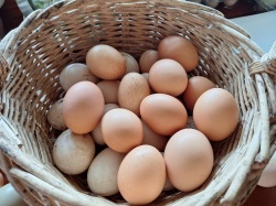 A bunch of eggs in a basket