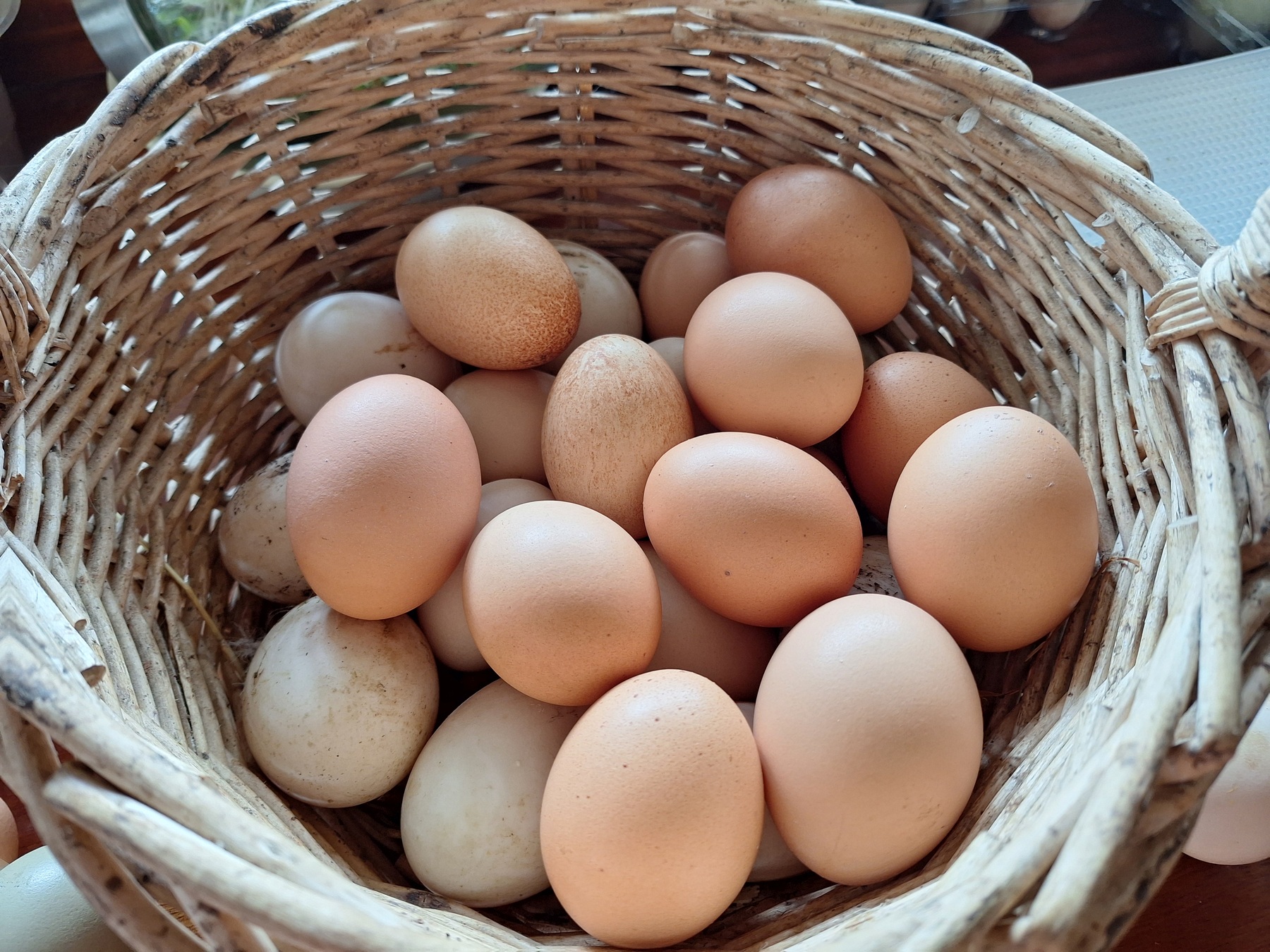 Basket full of eggs