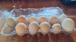 Eggs in carton