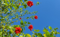 hibiscus plant with many red flowers