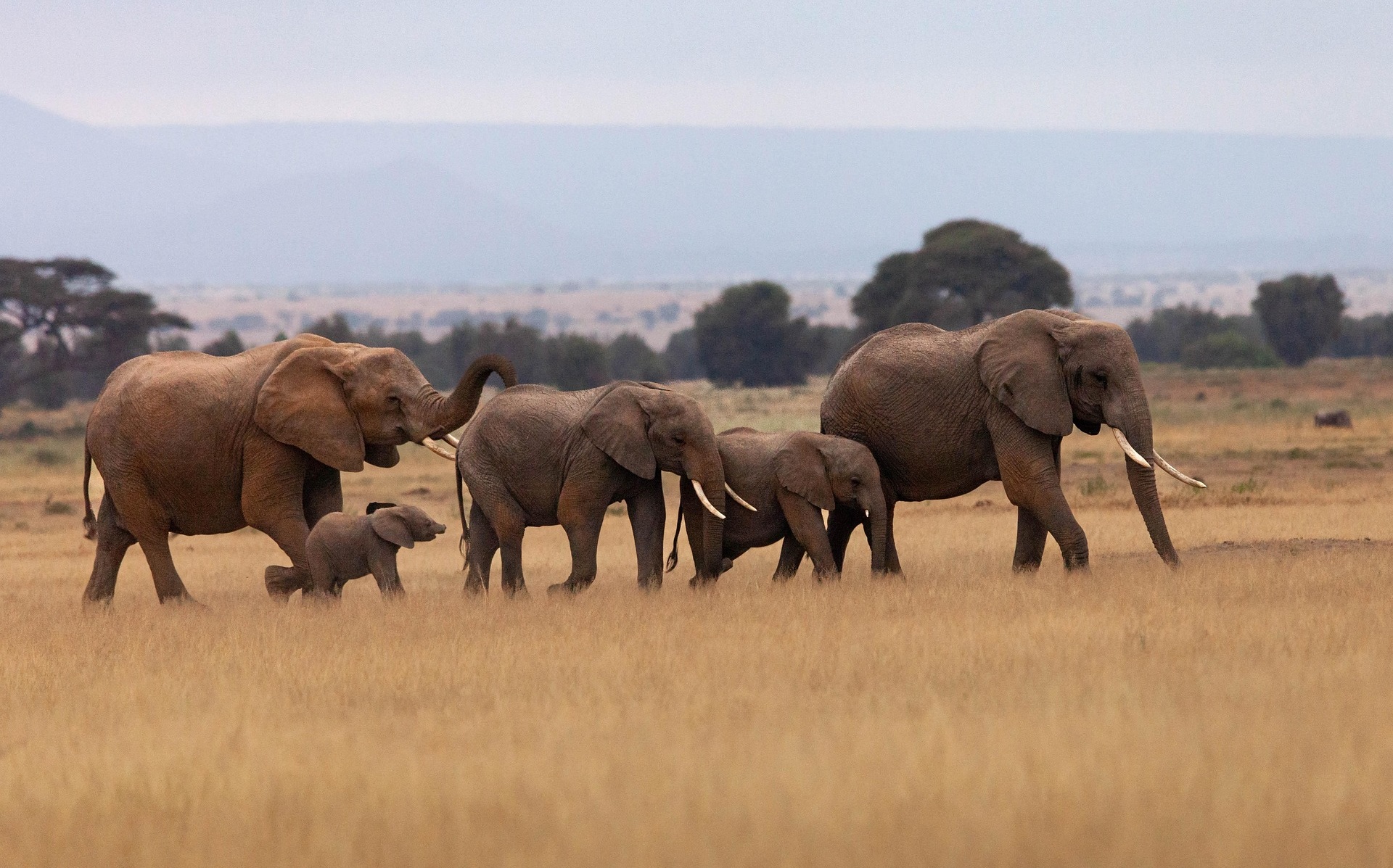elephants in the wild