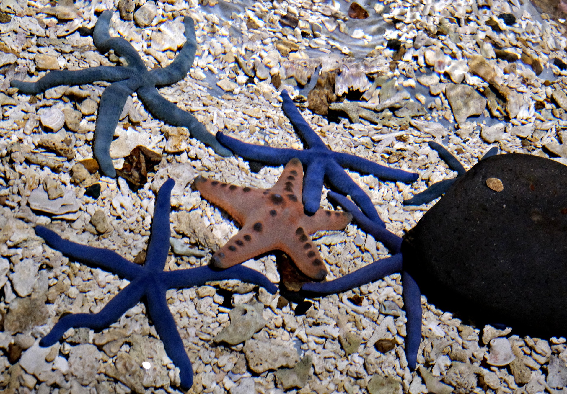 several starfish in an aquarium floor